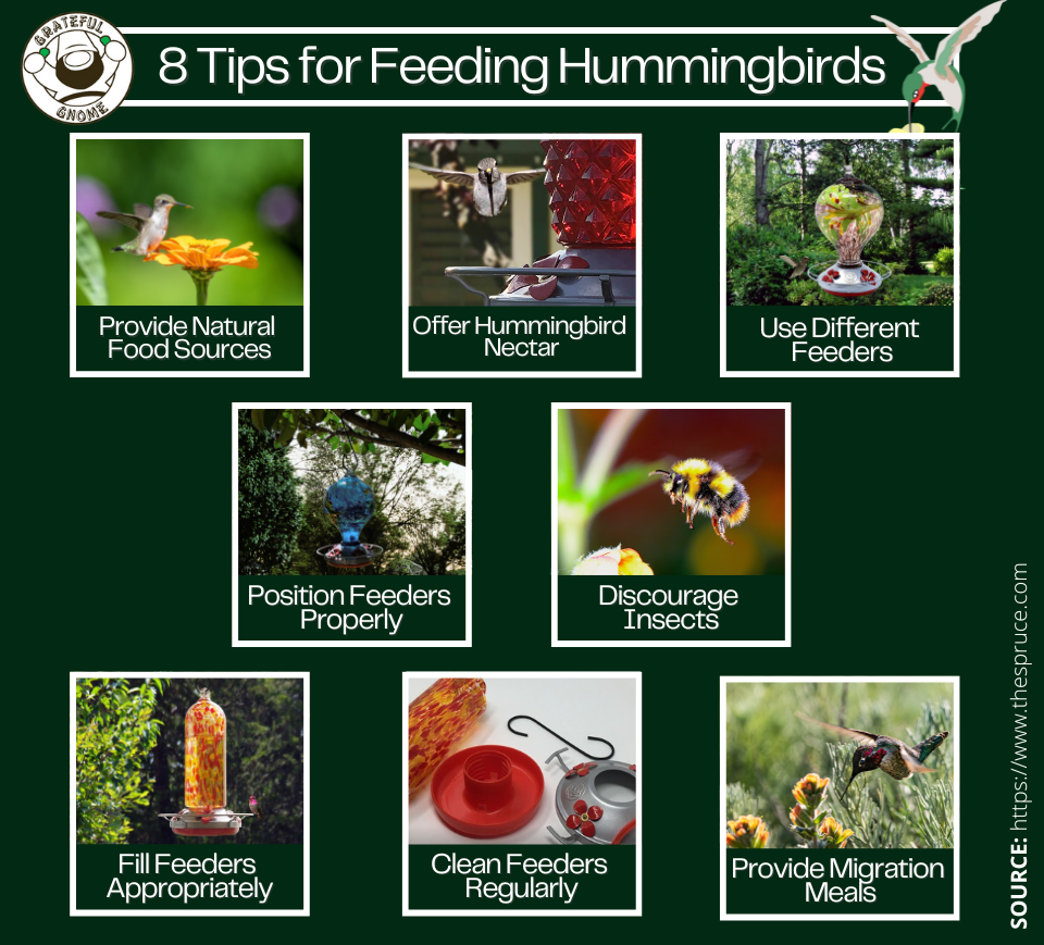 8 Tips for Feeding Hummingbirds Grateful Gnome