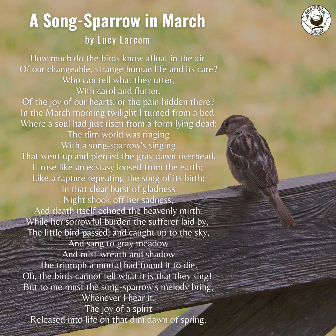 Bird Poems A Song Sparrow In March Grateful Gnome