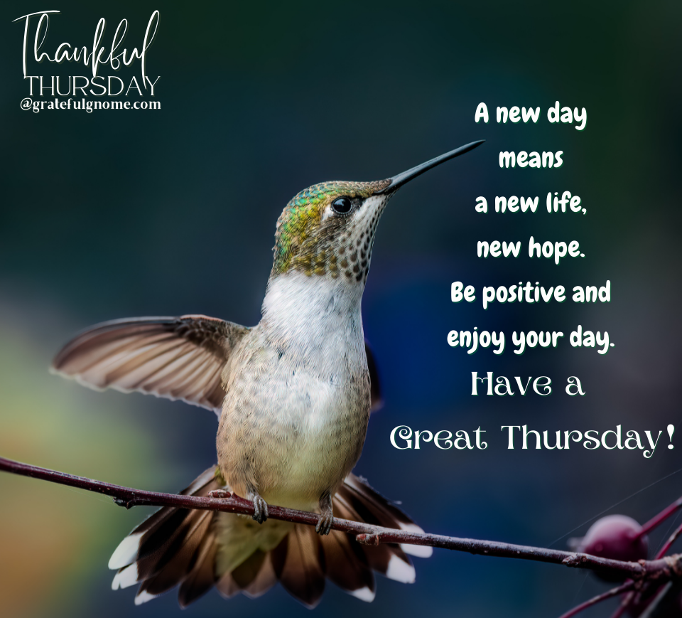 Quote of the Day Grateful Gnome