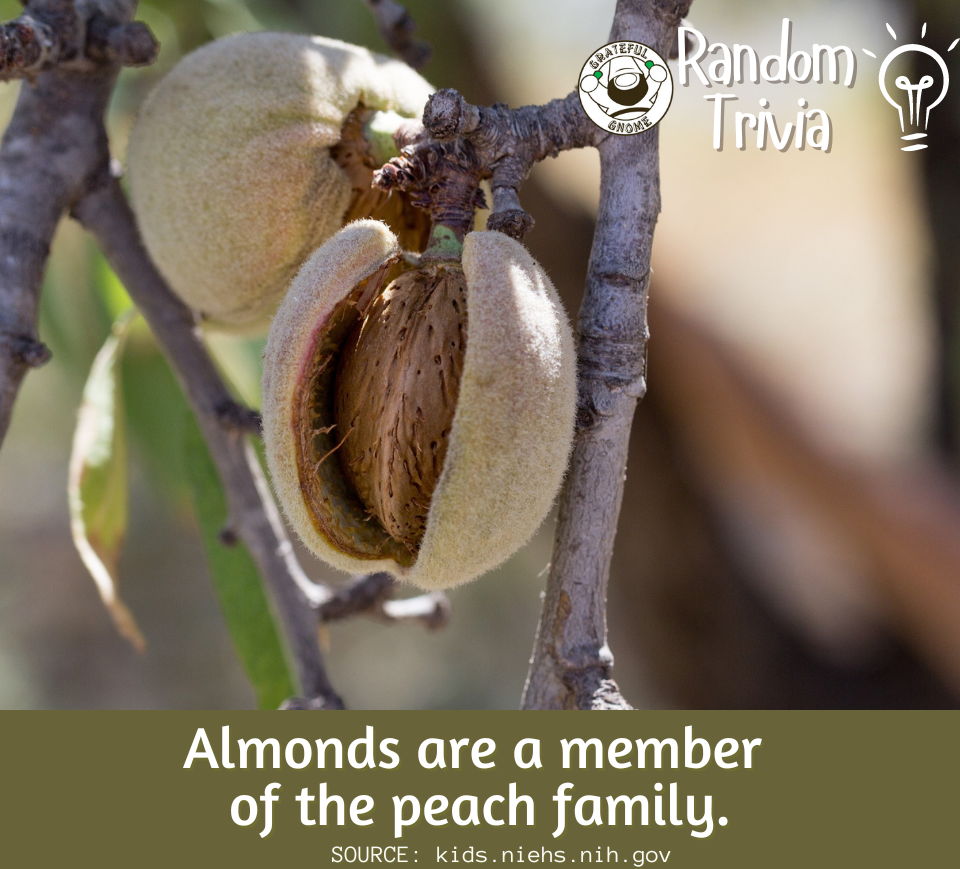 Random Trivia Grateful Gnome