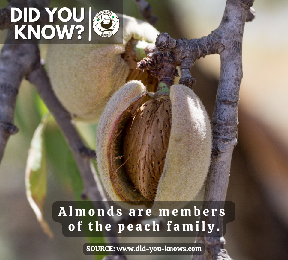 Interesting Fact Grateful Gnome