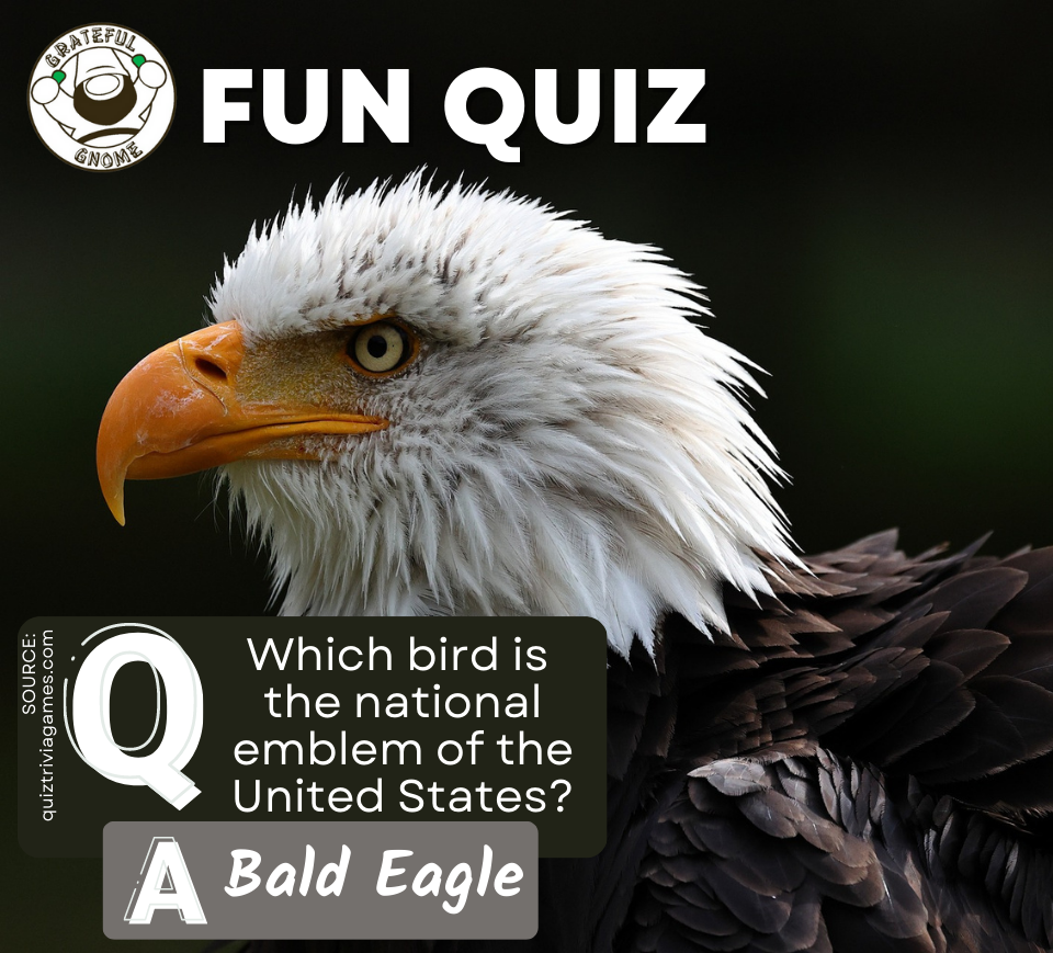 Fun Quiz Grateful Gnome