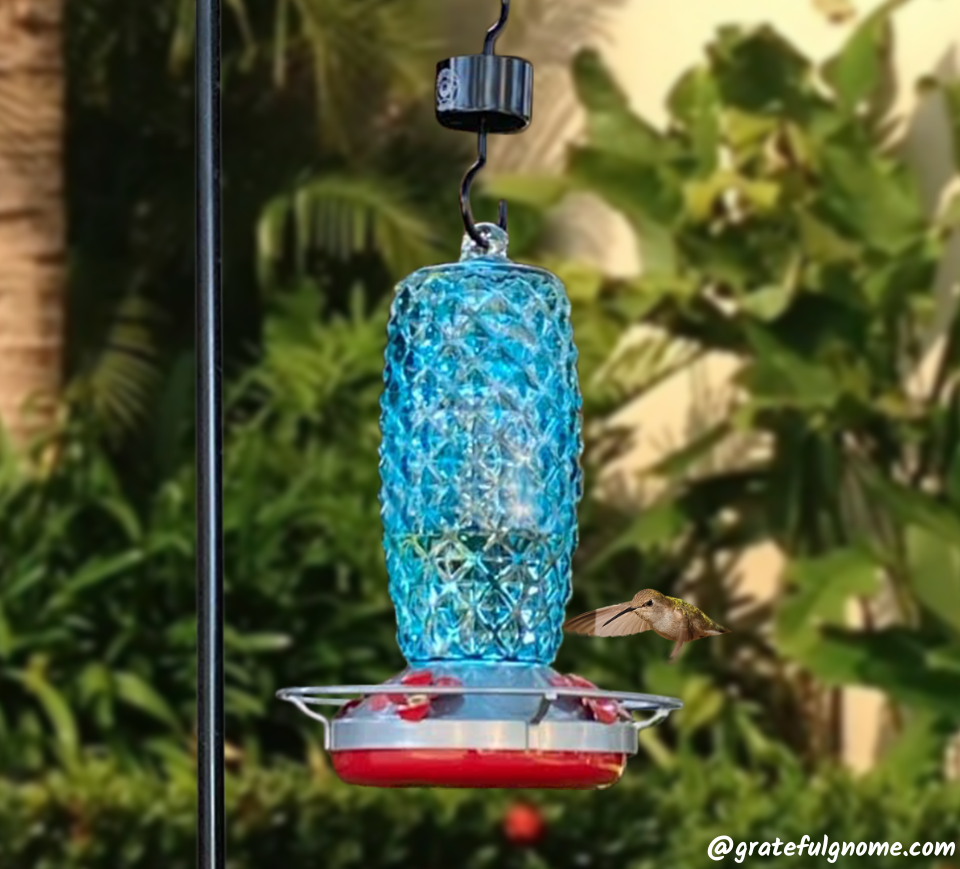 Hummingbird Feeding Grateful Gnome