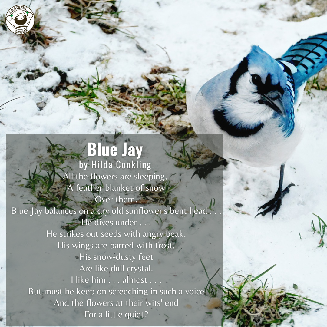 Bird Poems - Blue Jay – Grateful Gnome