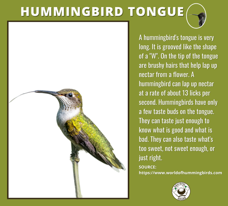 Hummingbird tongue hummingbird anatomy grateful gnome