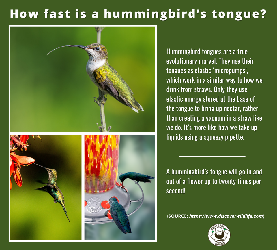 How Fast Is A Hummingbird's Tongue? Grateful Gnome