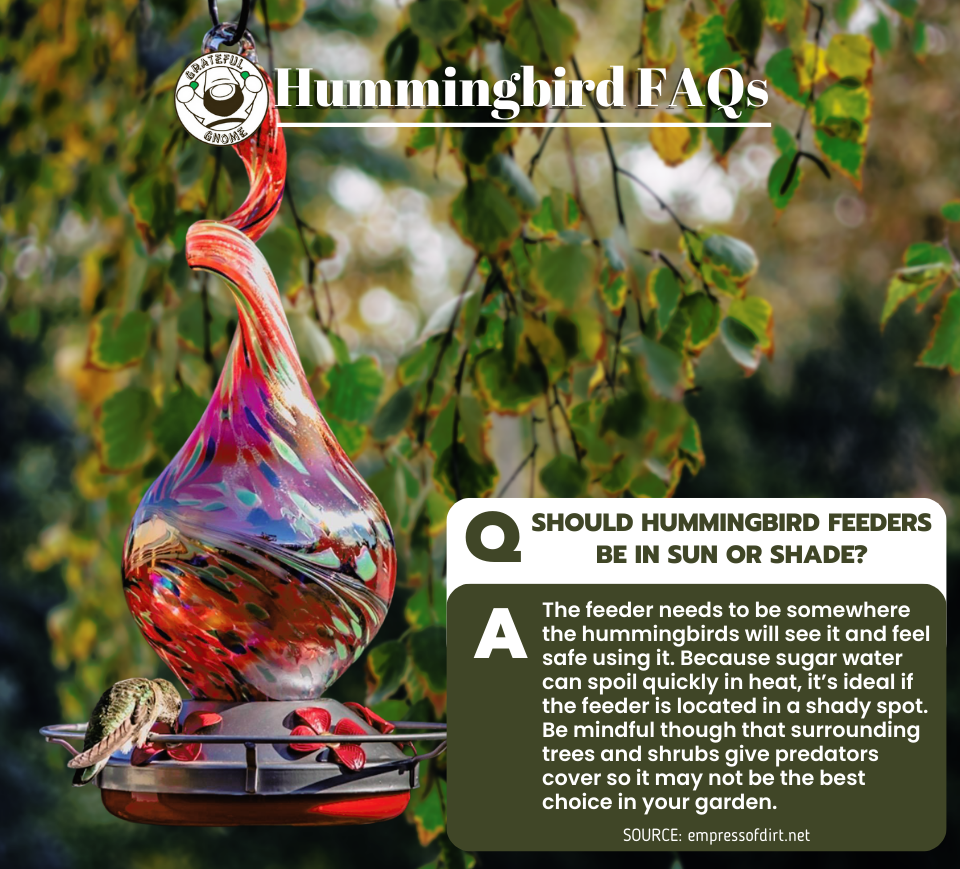 Hummingbird FAQs Grateful Gnome