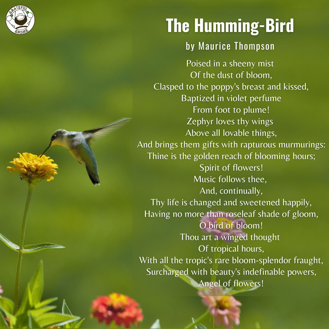 Bird Poems The Humming Bird Grateful Gnome