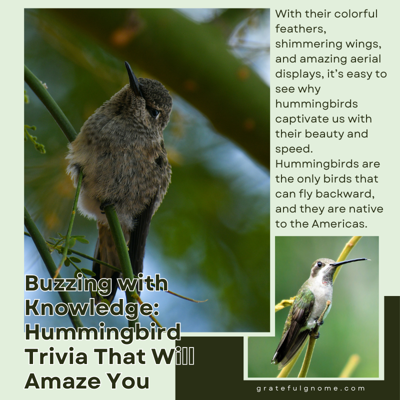Buzzing with Knowledge Hummingbird Trivia That Will Amaze You
