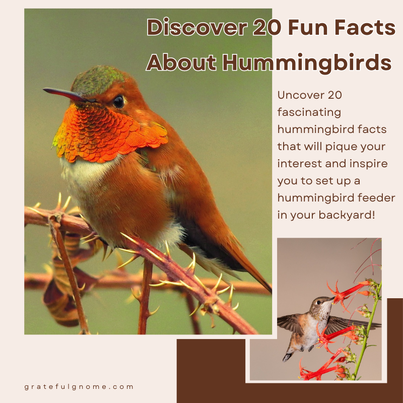 Discover 20 Fun Facts About Hummingbirds! Grateful Gnome