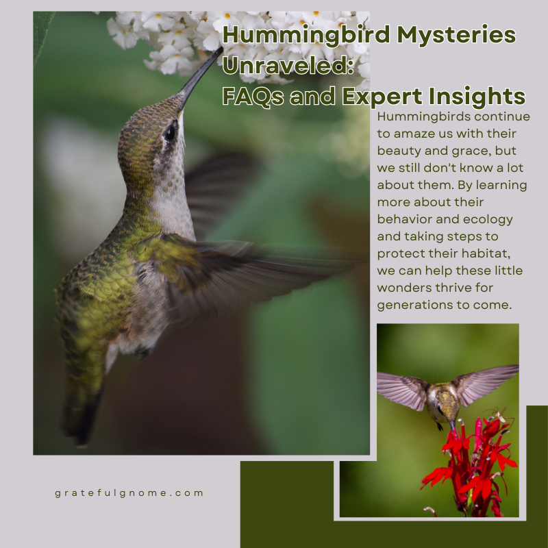Hummingbird Mysteries Unraveled FAQs and Expert Insights Grateful Gnome