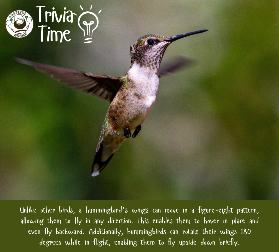 Hummingbird Trivia Grateful Gnome