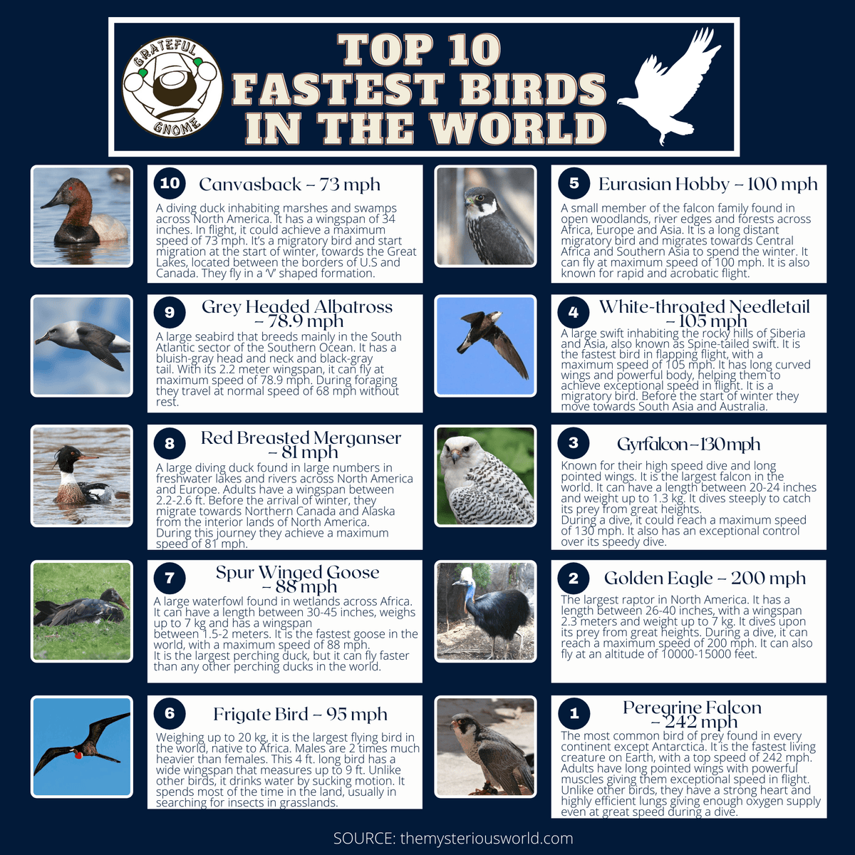 Top 10 Fastest Birds In The World – Grateful Gnome