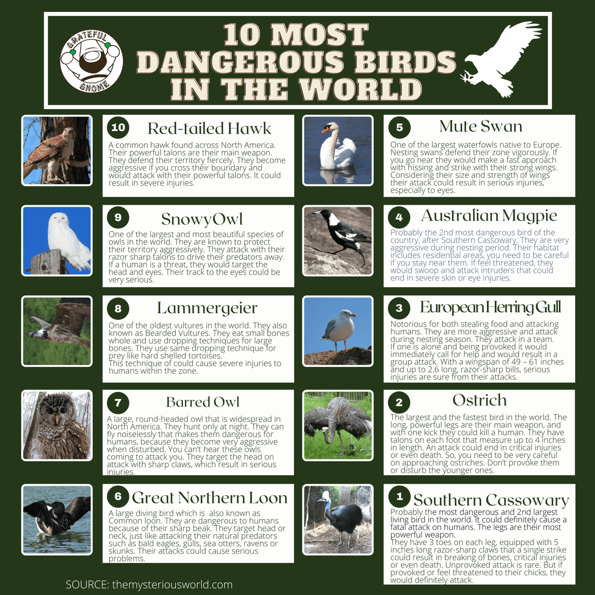 10 Most Dangerous Birds In The World – Grateful Gnome