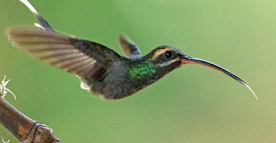 10 stunning hummingbirds of Ecuador – Grateful Gnome