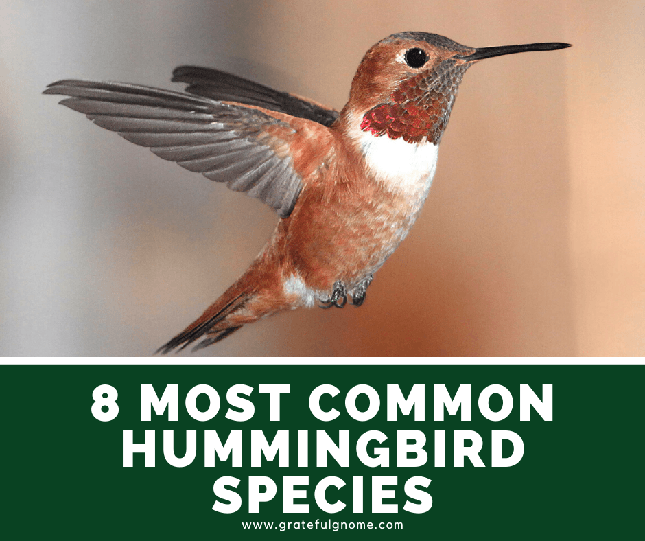 8 Most Common Hummingbird Species – Grateful Gnome
