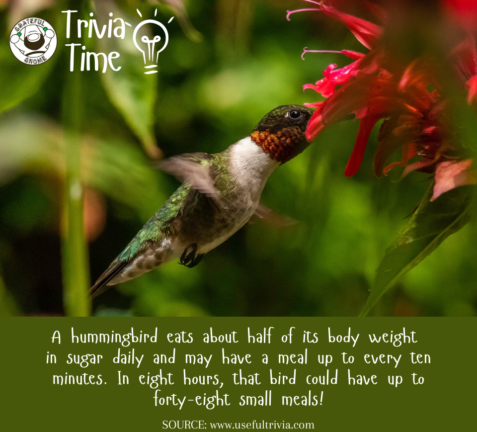 Hummingbird Trivia Grateful Gnome