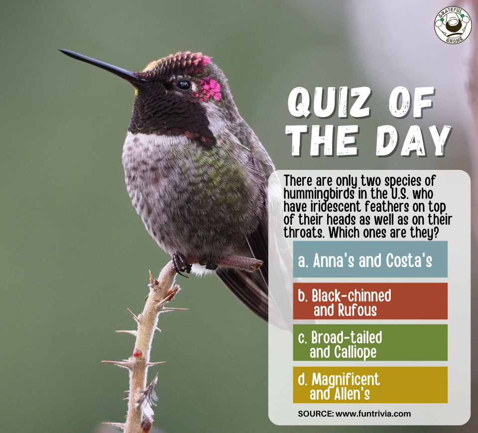 Quiz Of The Day Grateful Gnome Quiz of the day grateful gnome
