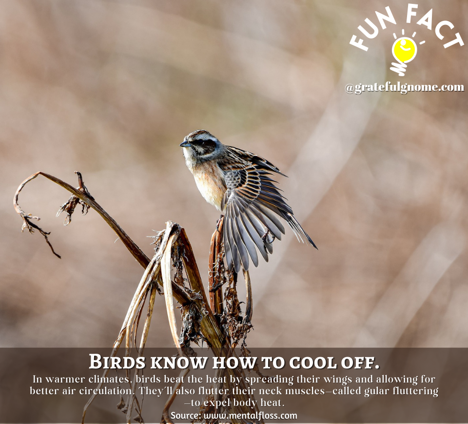 Bird Fun Fact – Grateful Gnome