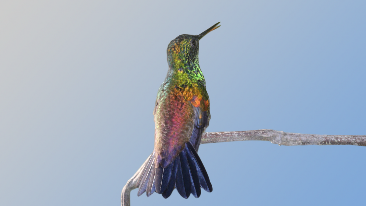 Copper-Rumped Hummingbird – Grateful Gnome