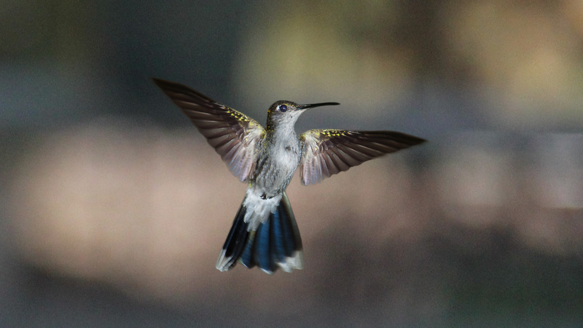 Gray-Breasted Sabrewing – Grateful Gnome