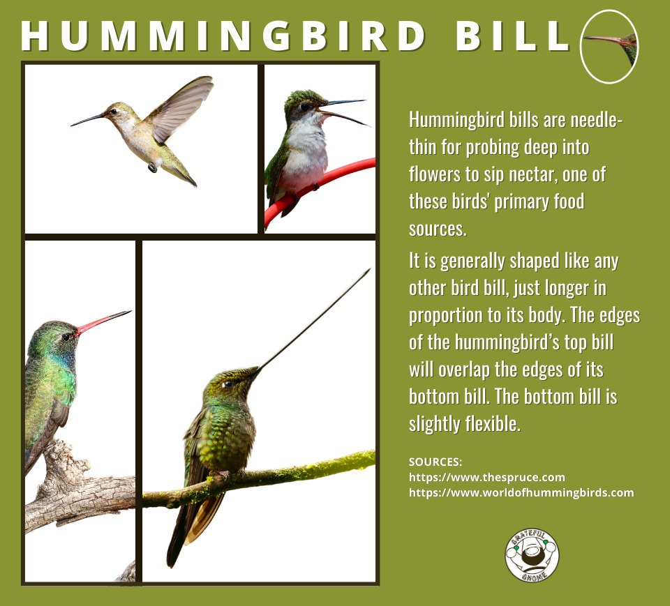 Hummingbird Bill - Hummingbird Anatomy – Grateful Gnome