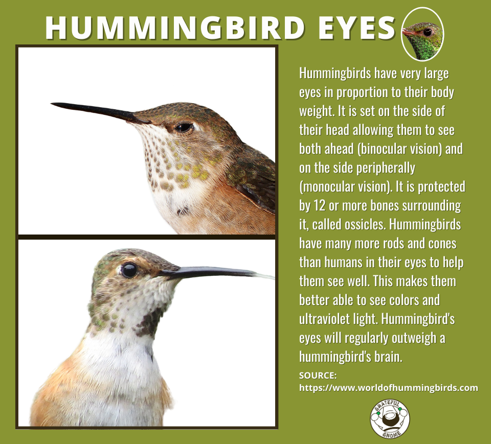 Hummingbird Eyes - Hummingbird Anatomy – Grateful Gnome