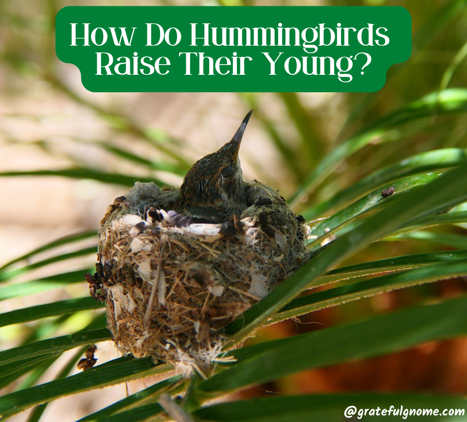 How Do Hummingbirds Raise Their Young Grateful Gnome