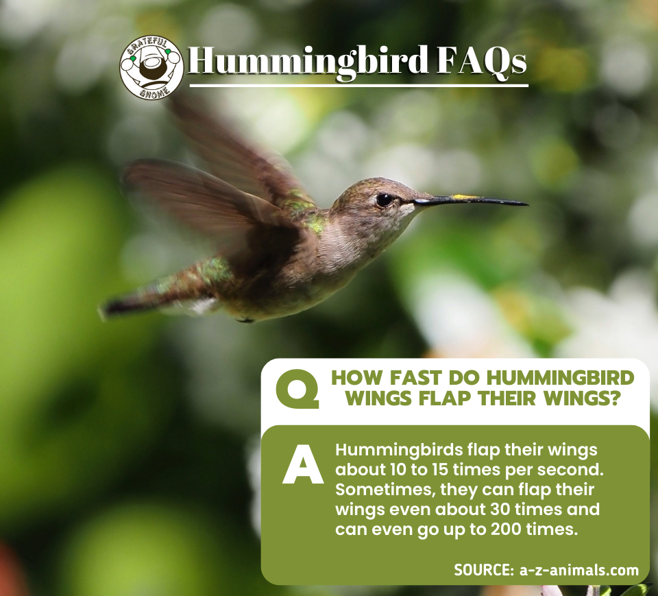 Hummingbird faqs grateful gnome