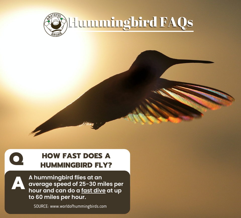 Hummingbird FAQs Grateful Gnome Hummingbird faqs grateful gnome