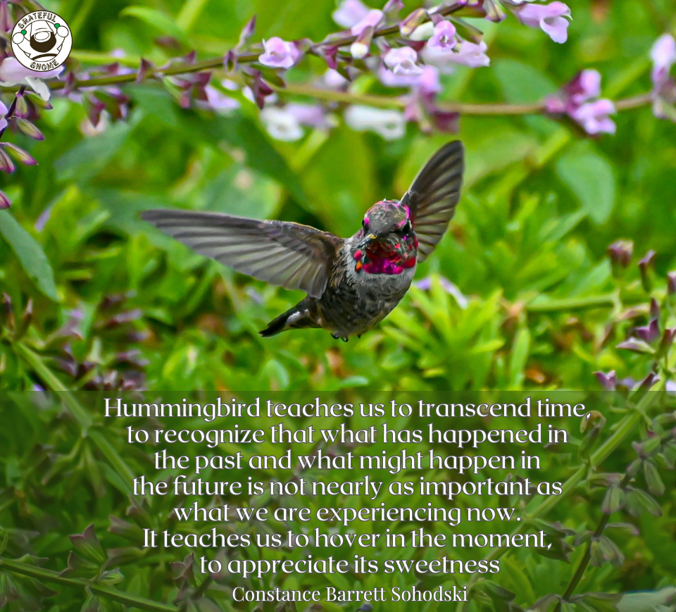 Hummingbird Quotes – Grateful Gnome