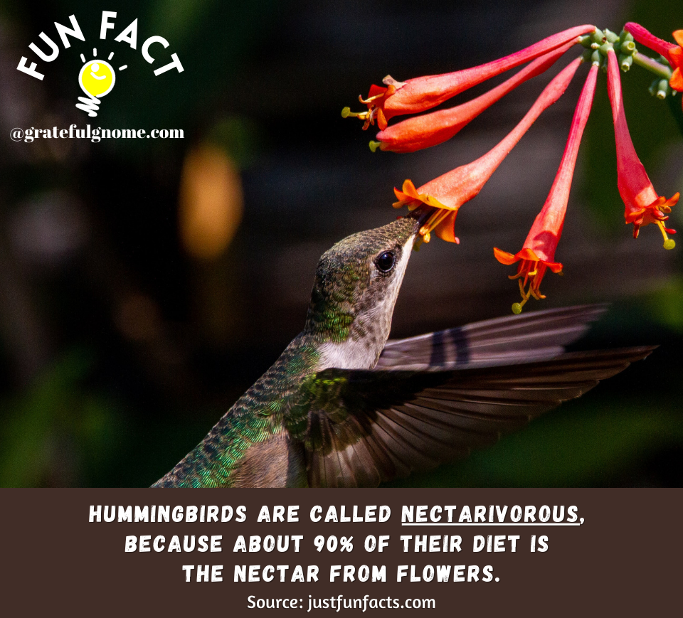 Hummingbird Fun Fact – Grateful Gnome