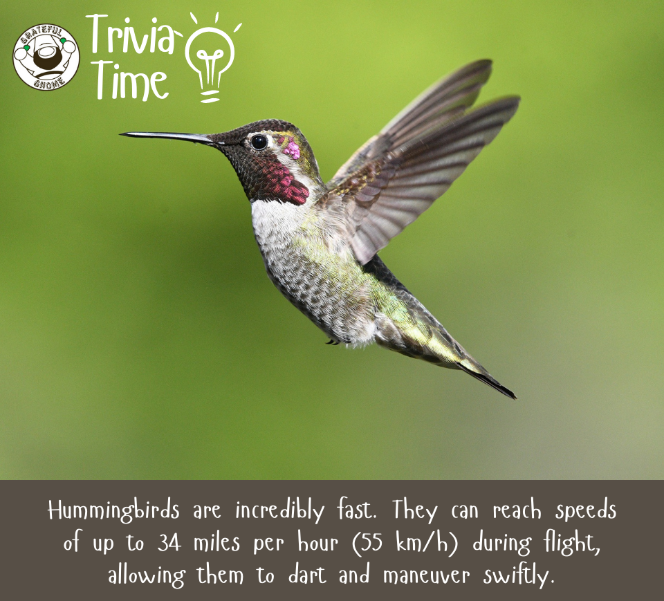 Hummingbird Trivia – Grateful Gnome