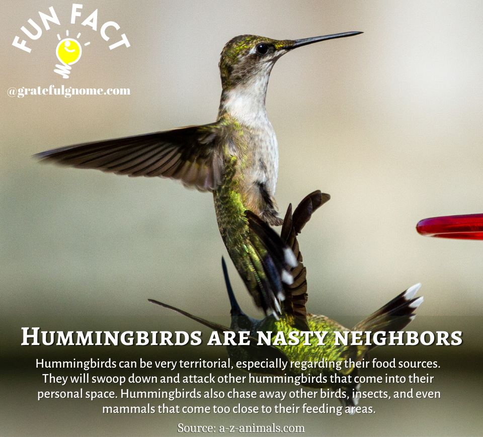 Hummingbird Fun Fact – Grateful Gnome