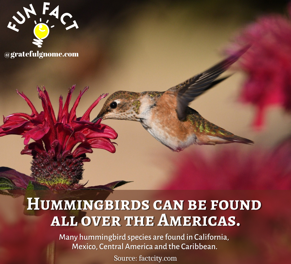 Hummingbird Fun Fact – Grateful Gnome
