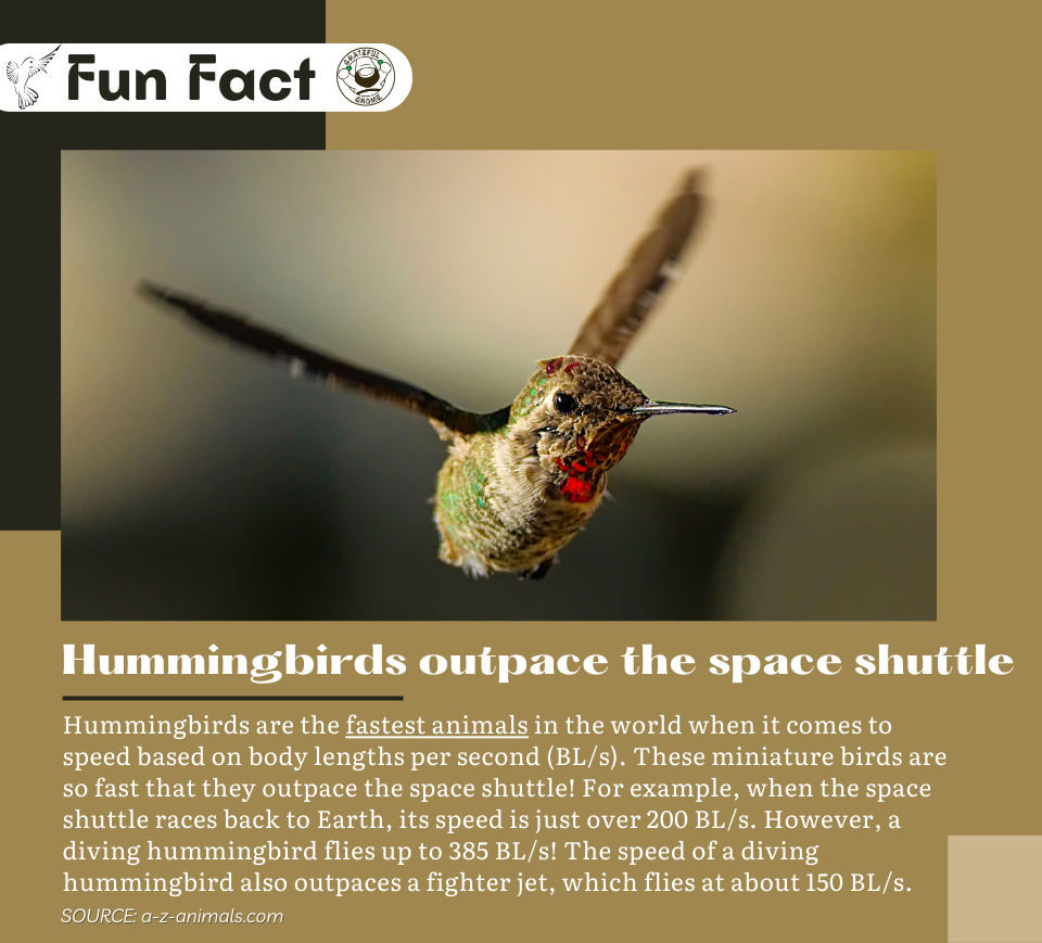 Fun Fact About Hummingbirds – Grateful Gnome