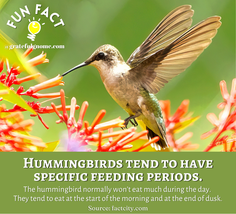 Hummingbird Fun Fact – Grateful Gnome