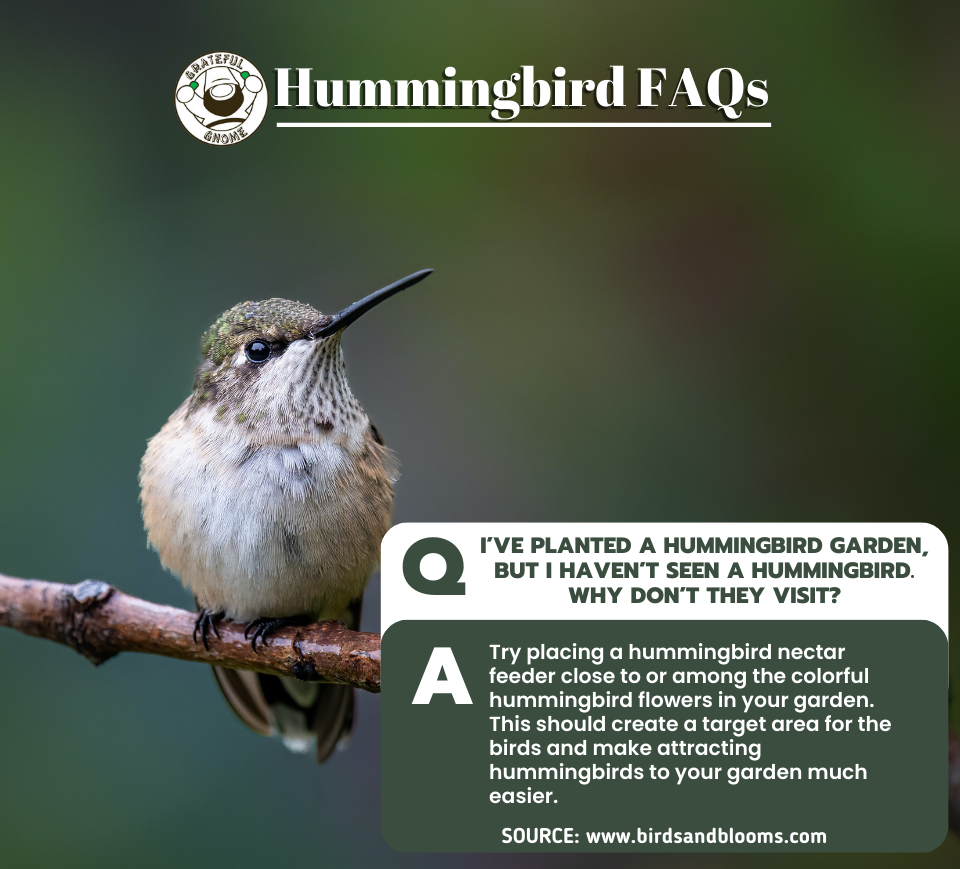 Hummingbird FAQs – Grateful Gnome