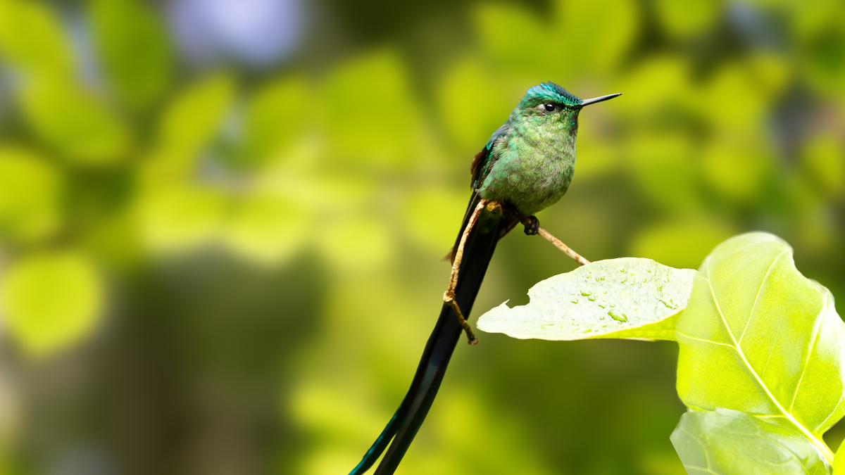 Long-Tailed Sylph – Grateful Gnome