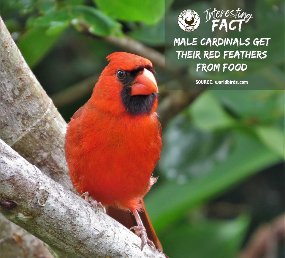 Interesting Fact – Grateful Gnome
