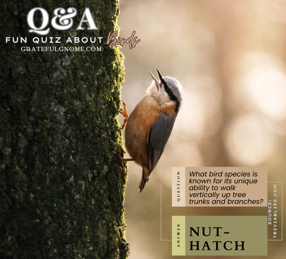 Fun Quiz – Grateful Gnome