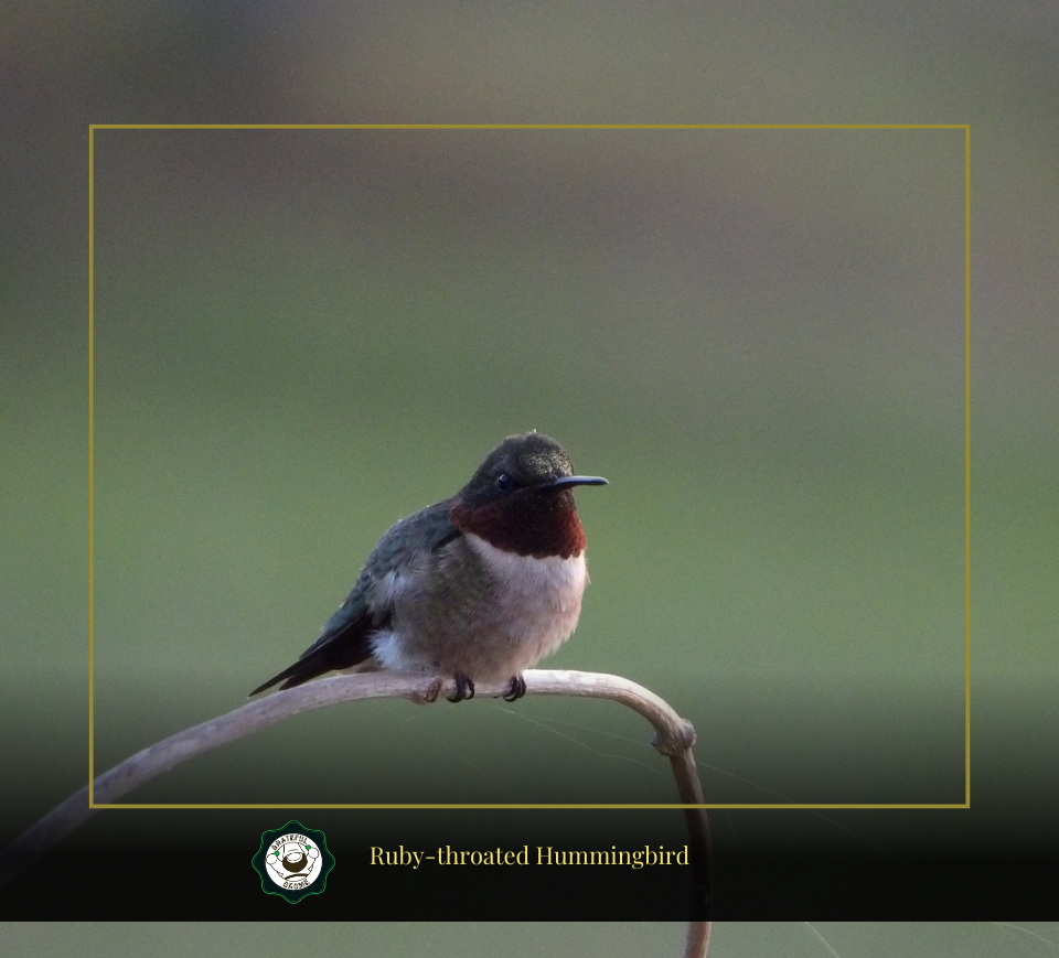 Ruby-Throated Hummingbird – Grateful Gnome