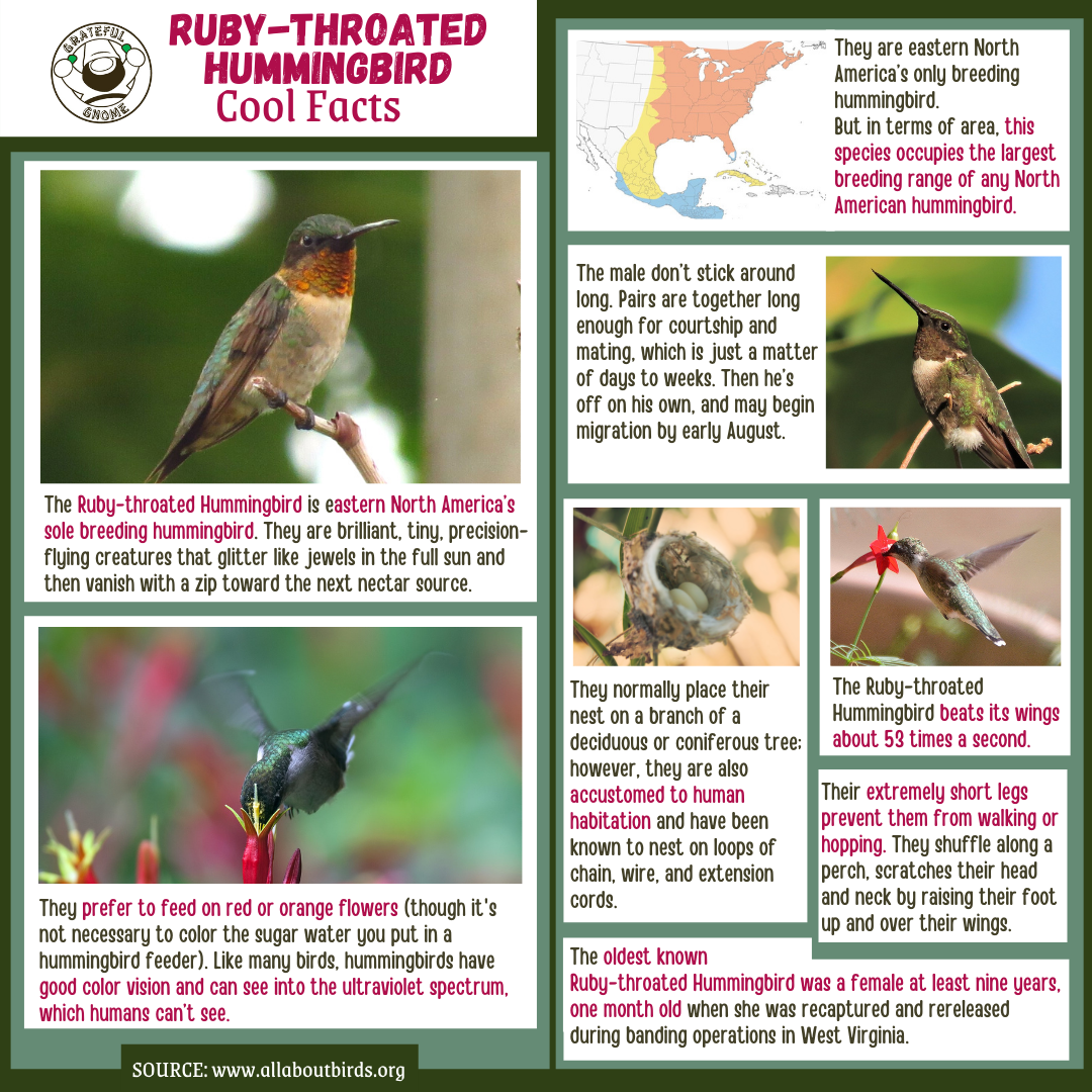 ruby-throated-hummingbird-cool-facts-grateful-gnome