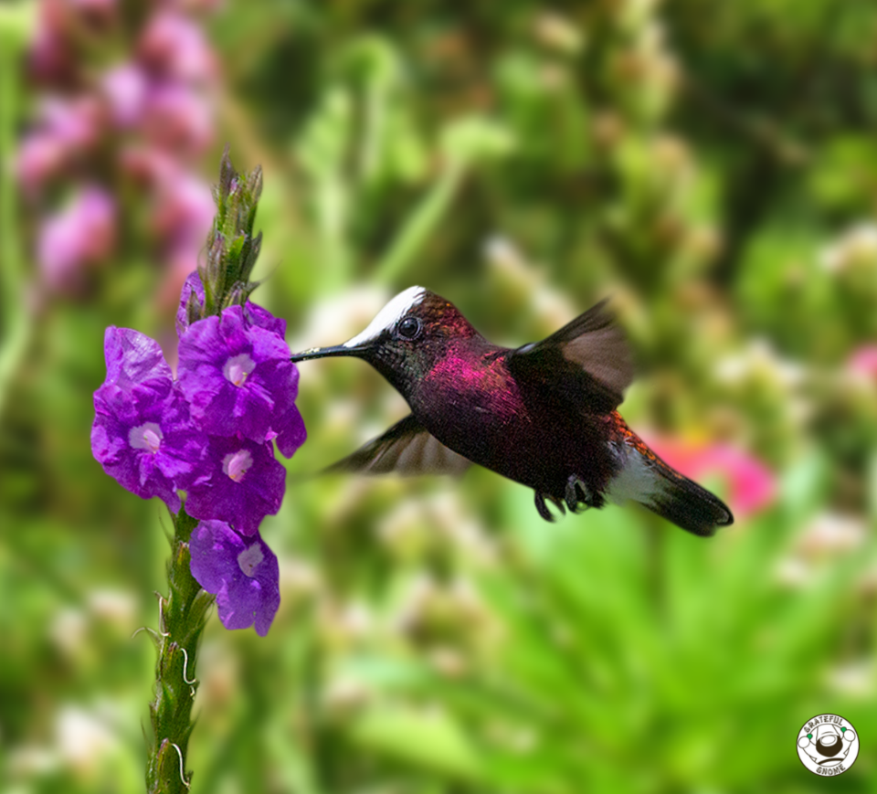 Snowcap Hummingbird – Grateful Gnome