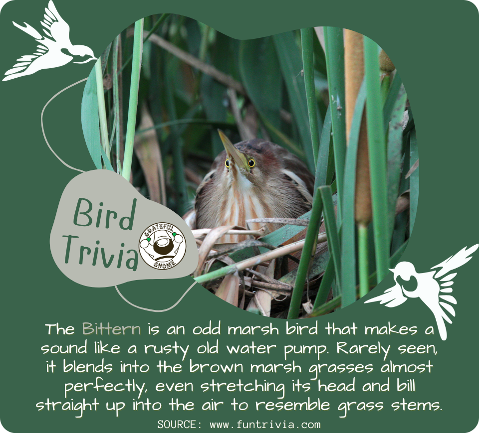 Bird Trivia Grateful Gnome