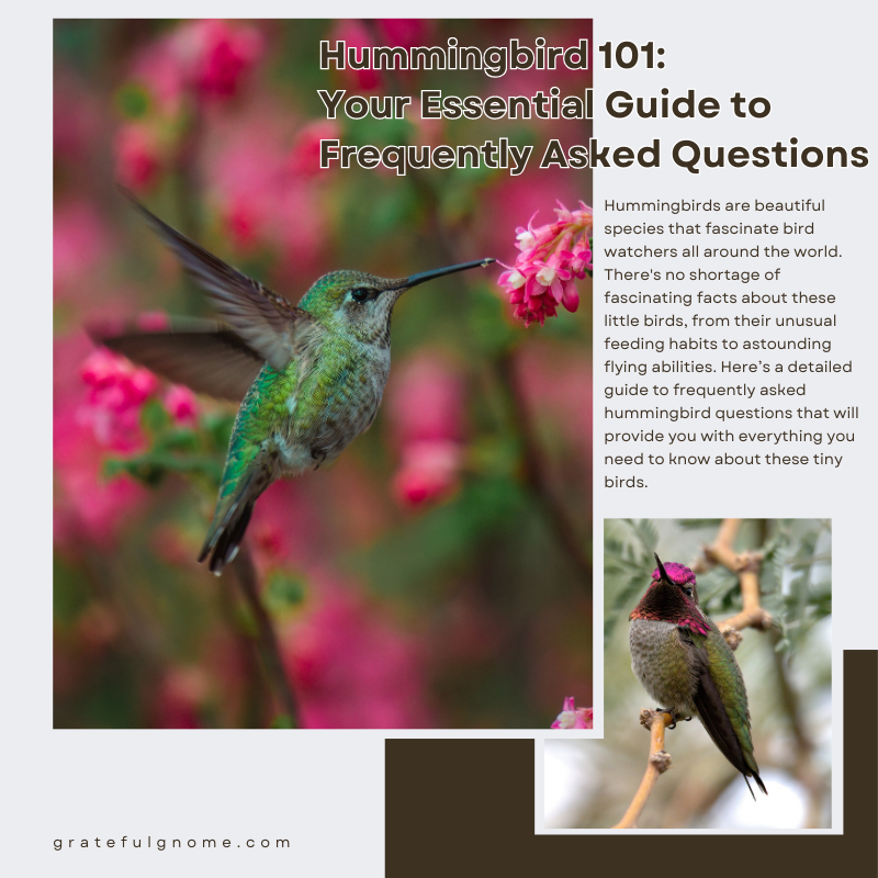 Hummingbird 101 Your Essential Guide to Frequently Asked Questions