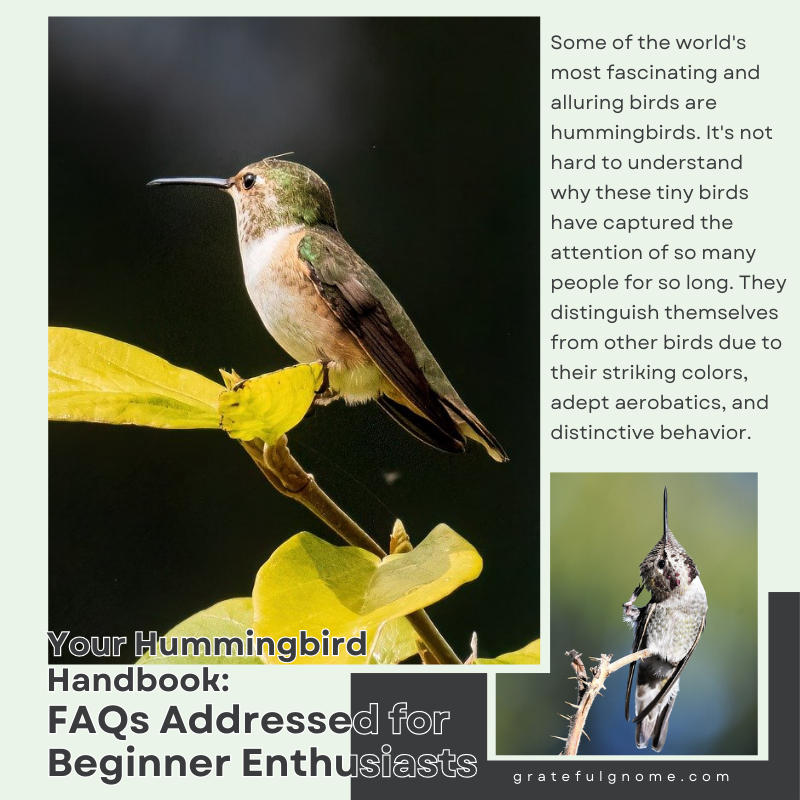 Your Hummingbird Handbook: FAQs Addressed for Beginner Enthusiasts ...