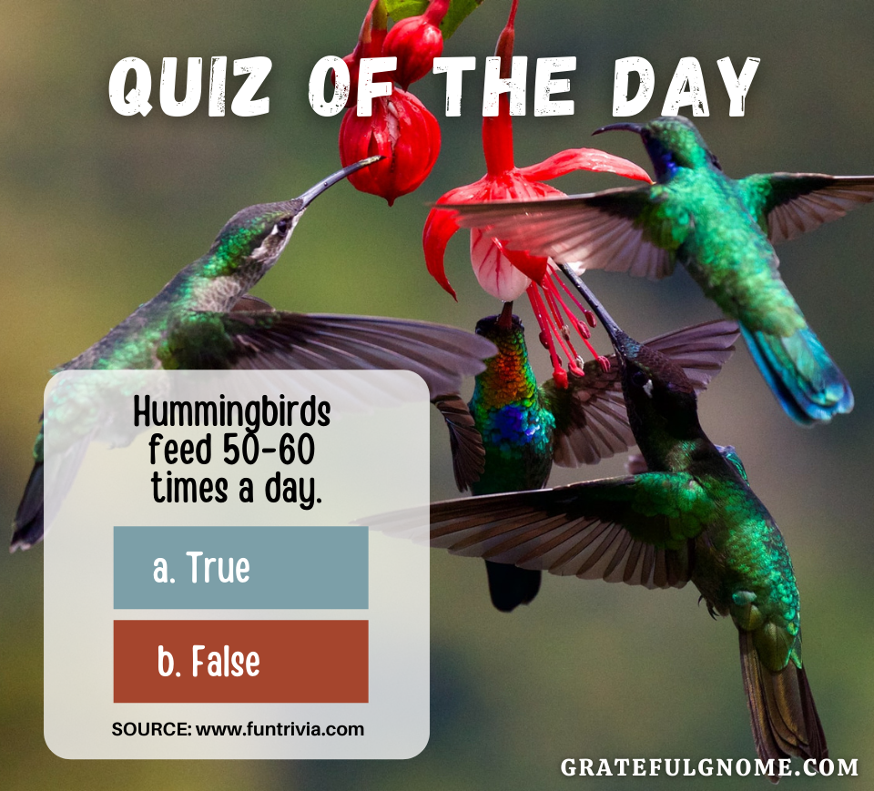 Quiz of the Day Hummingbird Quiz Grateful Gnome