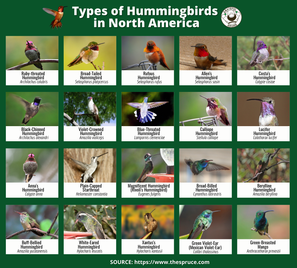 Large Hummingbird Types Types of Hummingbirds in North America – Grateful Gnome
