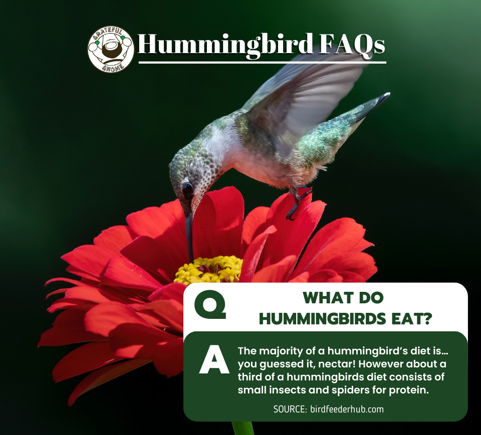 Hummingbird FAQs – Grateful Gnome